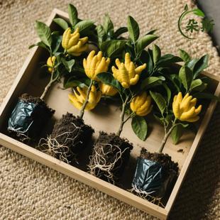 ���ָ̘������Ԏ�����ʳ��ԭ����l؛�辰�̨ͥԺ�^��ֲ����B��