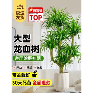 ��Ѫ��͏d���Զ��^��횘�Gֲ���F��͏d��լ�������ֲ��ǧ��ľ