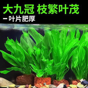 Sunk Wood Landscaping Plants, Real Grass, Aquatic Plants, Green Nine-Crown Fish Tank, Aquarium, Fish Tank Landscaping, Freshwater Negative Grass Wholesale