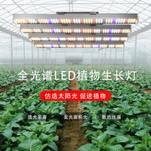 �羳���r����ȫ���VLEDֲ�����L�a��� ��������߲˹Ϲ�ֲ���