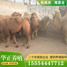 骆驼 骆驼活体 观赏 出租多少钱 多重 动物园 演出必备