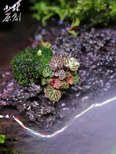 假山创意迷你植物姬虎耳山野草水边草趣味苔藓雨林水陆景观盆景