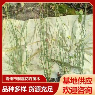 Base Supplies Greenery Seedlings for Bee Fig Flower Projects, Specializing in Garden Landscaping Seedlings and Courtyard Climbing Figs