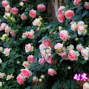 �ٱ��¼�����������NޱͥԺֲ�ﻨ�ܹ��T����õ��W�ޝ����ļ�