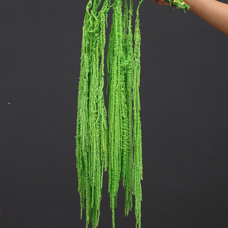 Eternity hanging rice grass green.