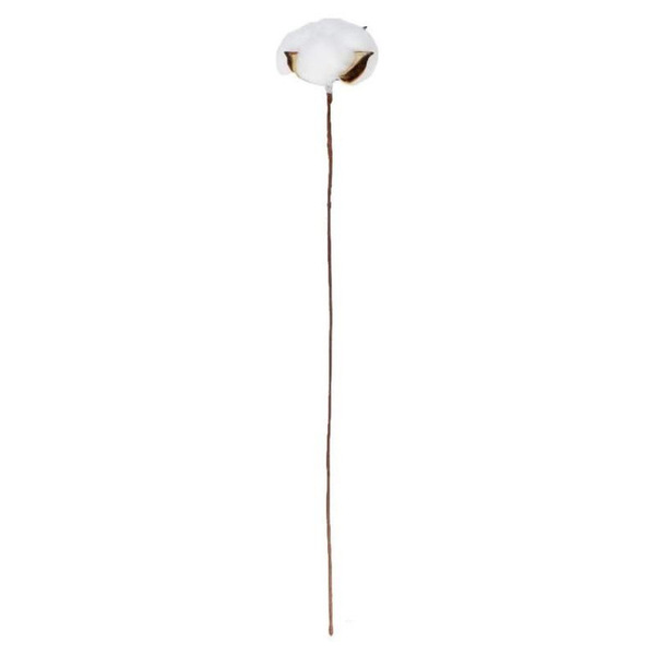 Single stem of dry cotton