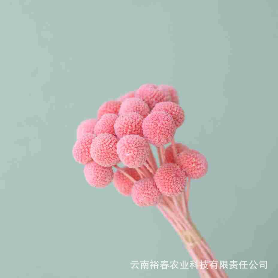 미디엄 프루츠 핑크 20개