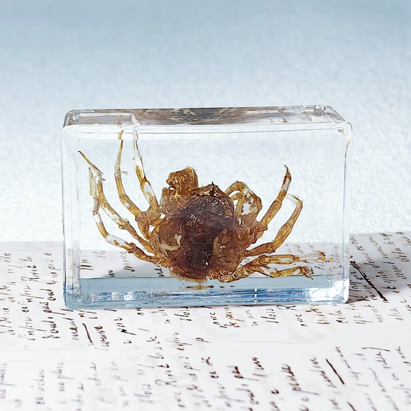 Spider crab