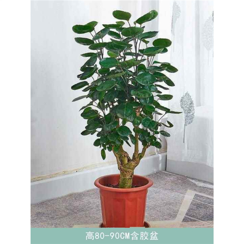 Large Potted Indoor Plant for Living Room or Office, Money Tree with Round Leaves, Good Plant for Prosperity