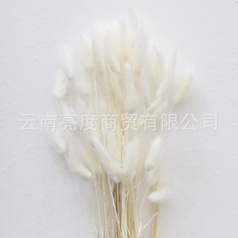 Pampas naturales ramo de flores secas cola de conejo hierba pequeña Reed polvo Reed madera estilo bohemio decoración del hogar