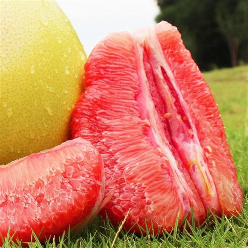 浙江红心柚果苗批发采购价格 嫁接优质红心蜜柚三红柚果树苗批发