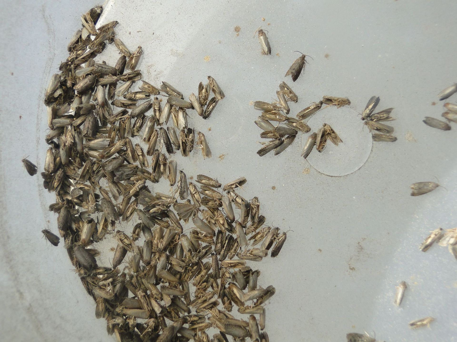 新疆阿克苏桶诱捕大量诱捕梨小