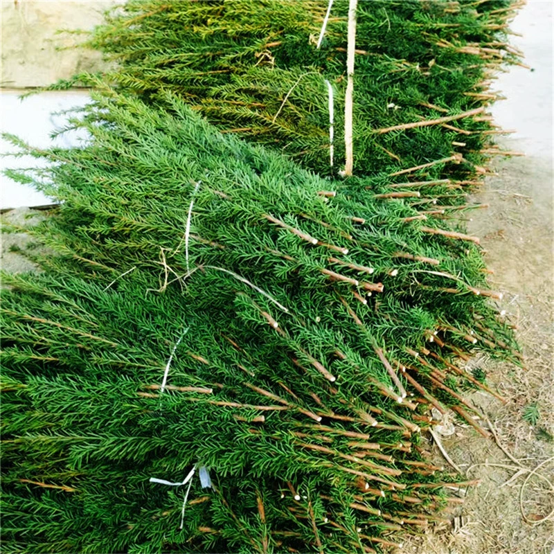 Базовая оптовая продажа Taxus Media Филиалы и ветви Питомник Сбор и резка Выращивание и резка озелененных саженцев в саду Хуэйюань