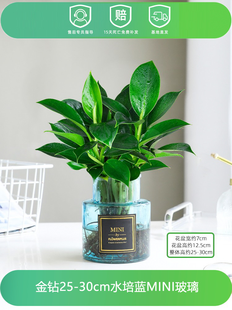 골드다이아몬드 25-30CM [수경블루 MINI 유리] + 영양액