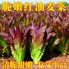 紫红油麦菜种子红油麦丫丫开油麦菜四季阳台盆栽高产耐热蔬菜种子