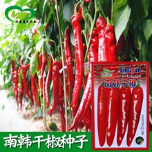 南韩干椒辣椒种子 农田菜园基地羊角形辣味浓干鲜辣椒蔬菜籽