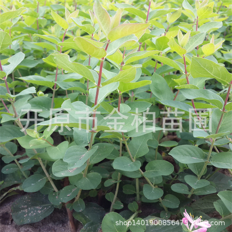蓝叶忍冬小苗丛生蓝叶忍冬树苗盆栽绿篱容器杯苗蓝叶忍冬球规格全