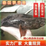 笋壳鱼苗水花沙塘鳢淡水养殖可食用呆呆鱼苗沙塘鳢苗观赏鱼小型