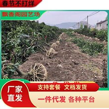 ɳ�ǽۘ�����������Ϸ������Nֲ���Ә���̽۹������޽�ɰ����