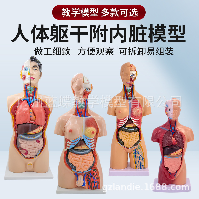 ��ѧҽѧ������������ϵͳ�ṹ���� �������ģ���������ٿɲ�ж