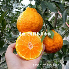 不知火柑橘苗丑橘苗丑桔树苗丑八怪粑粑柑橘树苗春见椪柑苗果树苗