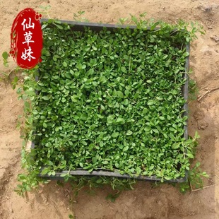Jiyan Weeping Grass Square Plate Cup Seedling Creeping Ground Cover Plant Potted Turf Trampling Resistant Flower Border Greening Jiyan Weeping Grass