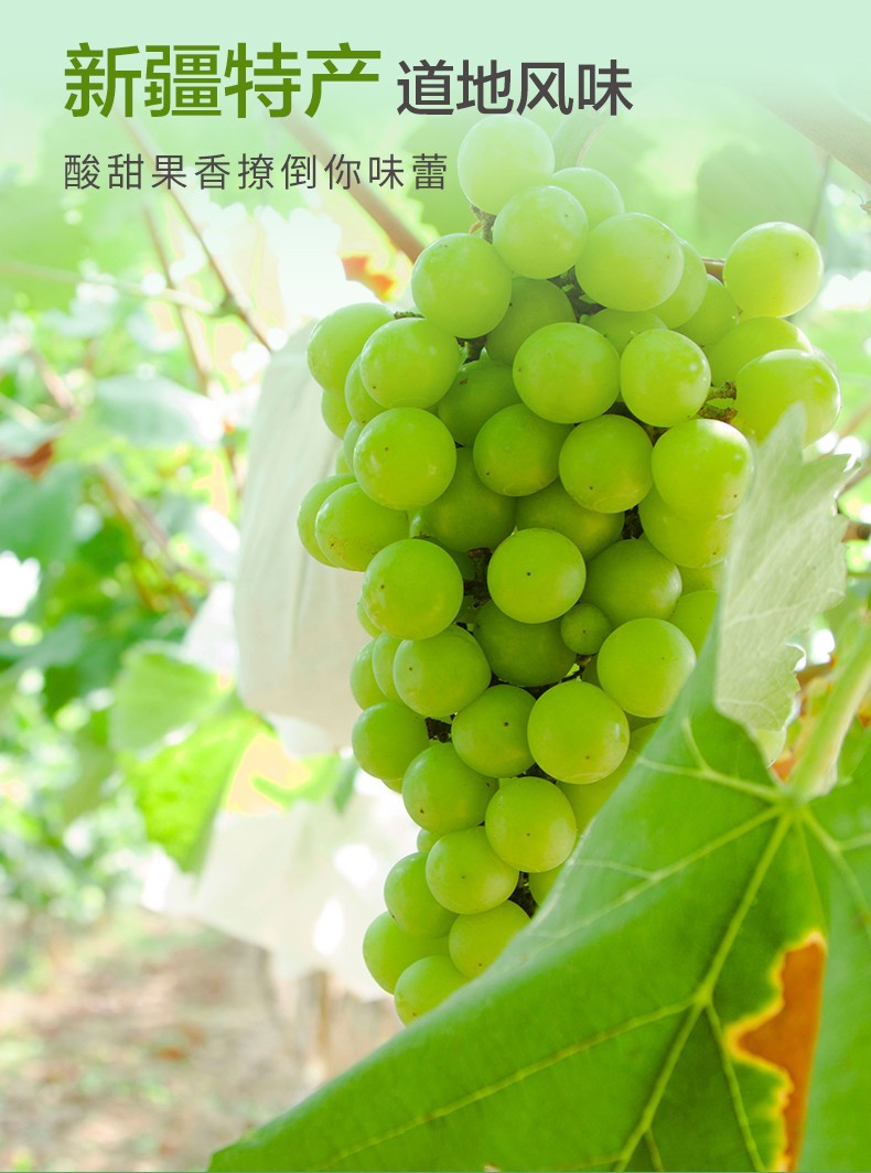 Ninganbao Xinjiang Turpan Green Raisins 450g Dried Seedless Grapes key features
