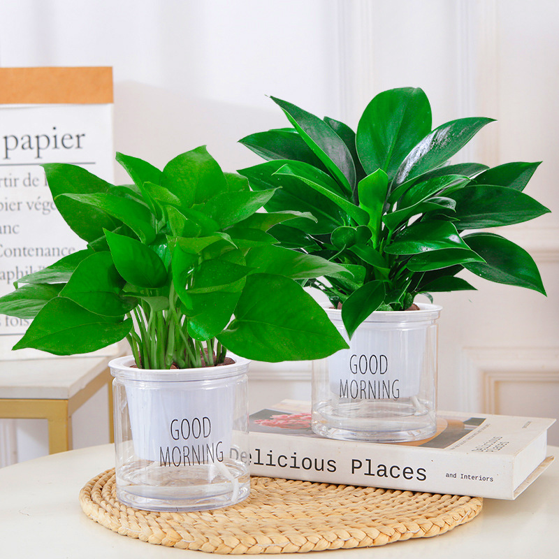 [특가] 골든다이아몬드 + 포토스(굿모닝 세면대) + 영양액