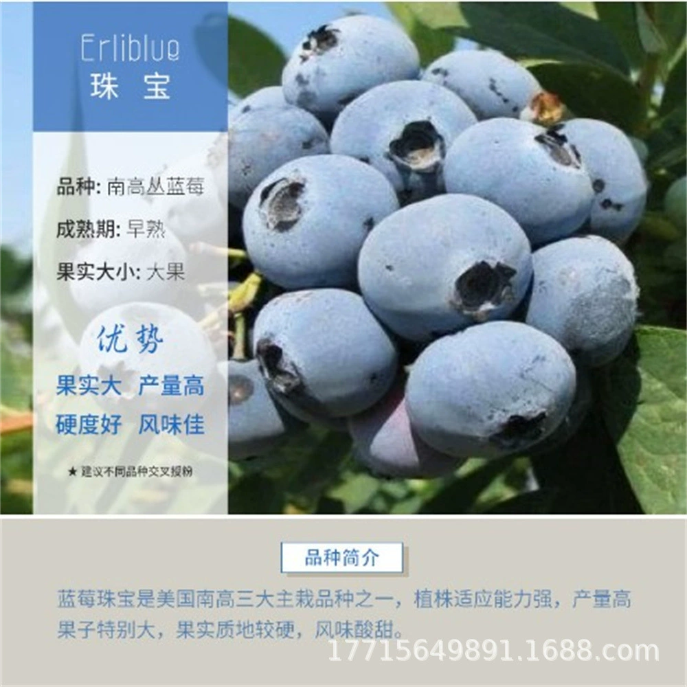 Большие Фрукты Yourika Черничная Рассада в горшке Рассада О'Нил Черники Рассада Южная Посадка Кролик Глаз Черники Рассада Северный Китай