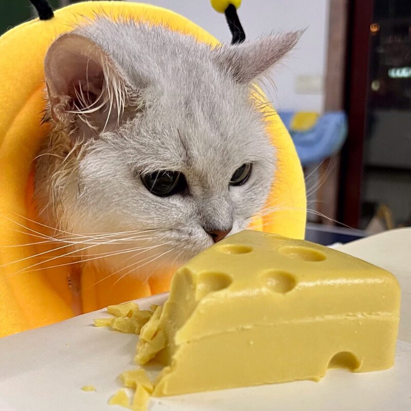 [Same Style as Tom and Jerry] Birthday Cheese for Dogs and Cats, Snacks for Cute Pets, Cat Food