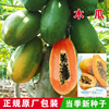 Papaya seeds Papaya seed fruit seed flower seed flower seed flower seeds seeds, balcony potted vegetable seeds wholesale