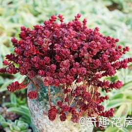 多肉植物佛珠情人泪迷你多肉组合小盆栽绿植多肉紫玄月吊兰佛珠锦