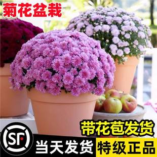 �ջ������Ԏ������ؼ�ƹ�Ҿմ��绨ֲ���̨�҃�С�ļ��_����