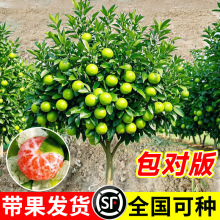 ������Ƥ�۽ۘ����ͺ��޽ӟo������������һ̖��������Ԯ���Y��