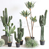 simulation Cactus Desert style Botany Landscaping collocation Dragon store shop decorate Decoration