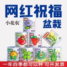 儿童迷你罐装种植小盆栽生日创意礼品小学生盲盒伴手礼幼儿园奖品