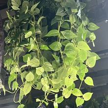 新款仿真绿植厂家 中号绿植壁挂 绿萝藤常春藤婚礼软装家居装饰批