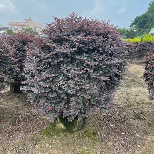 �V�|�t���^ľ�������l���ͼt�^ľ�䘶�r�� �����^ľ���^�p