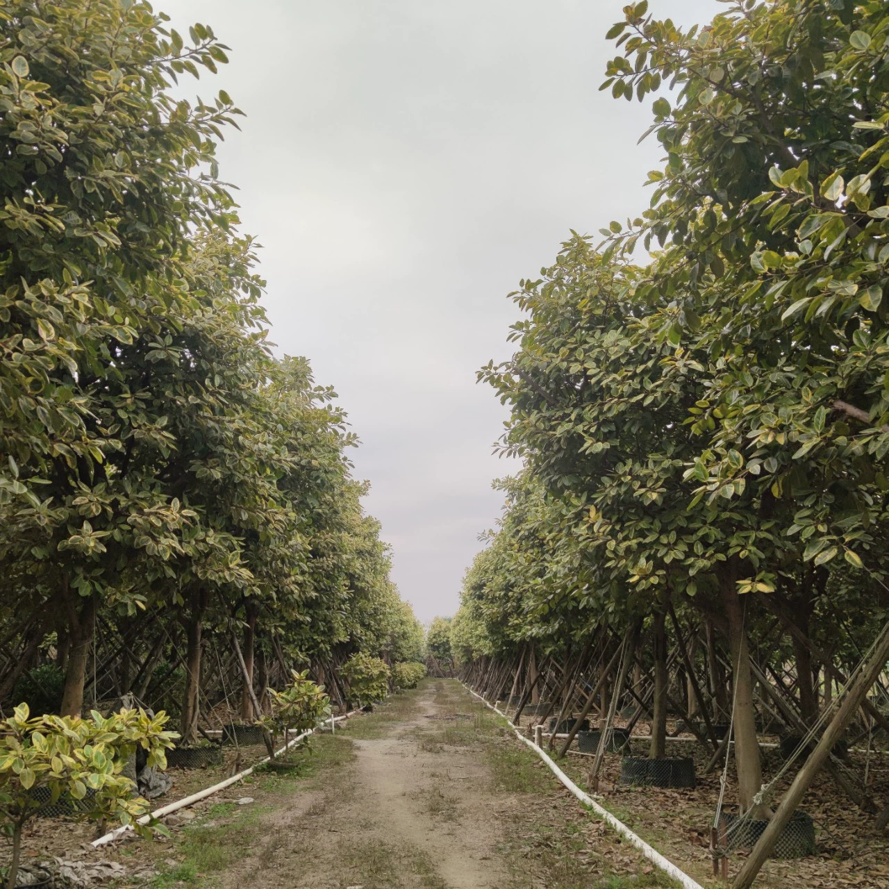 2301 база оптовая поставка богатых фикусов 20-30 см.