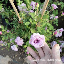 �{ɫ����ٱ��¼����Nޱ������������ֲ��ͥԺ�ļ��������Ի���