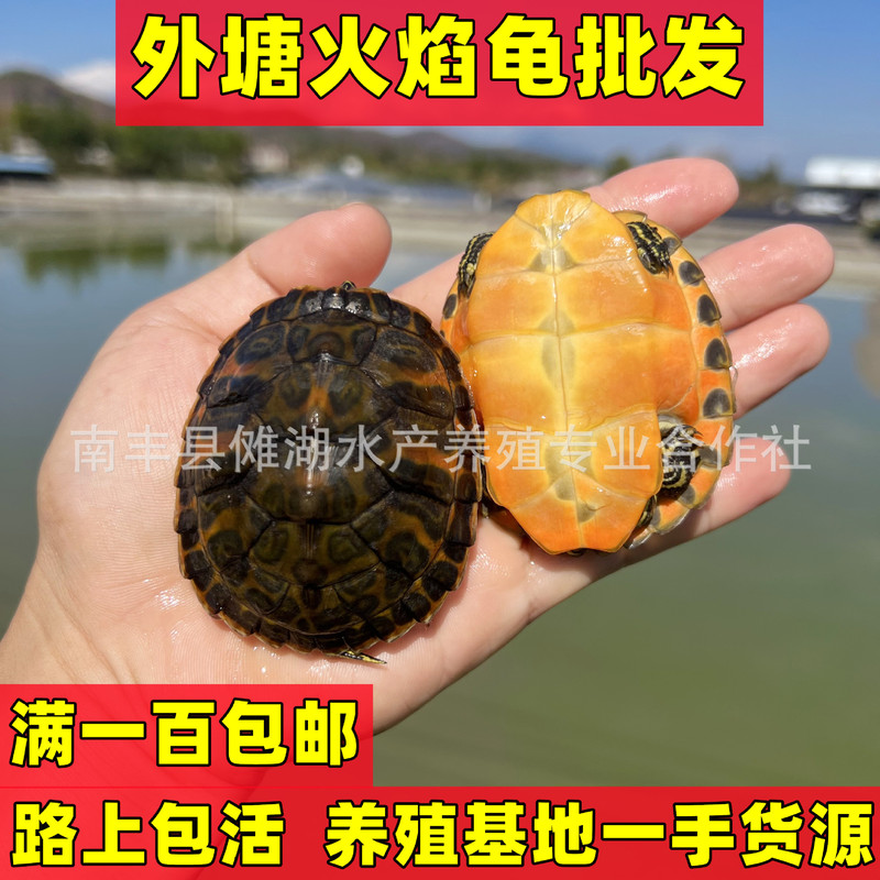 Wholesale Waitang Flame Turtle Boutique Wide Pattern Red Belly Ornamental Small Turtle Seedling Yellow Belly Deep Water Turtle Red Yellow Pure Low Boutique