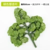 5 green ginkgo leaves (12 branches)