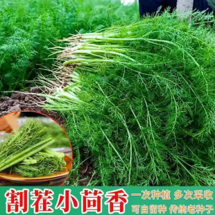 ����N��С�~����N�Ѷ�β��ո���ļ����N�������ϷN���߲˷N��