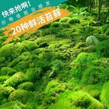 苔藓鲜活盆景铺面假山青苔批发白发藓微景观植物水陆缸造景材料