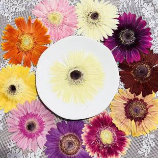 Gerbera flower dried flower embossed pressedflower flower flower dripping glue dried flower plant teaching specimen