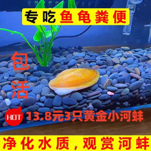 专吃鱼屎粪便黄金小河蚌河蚬淡净水观赏螺鳑鲏繁殖贝壳苗鲜活体物