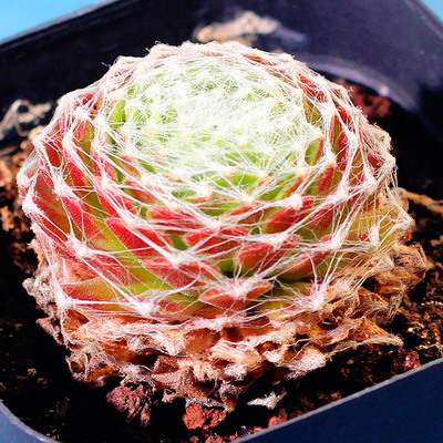 多肉植物蛛丝卷娟多肉超萌肉肉办公室花卉绿植盆栽蛛丝卷娟