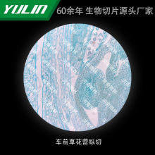 车前草花蕾纵切高校医学院校用组织病理石蜡玻片标本显微镜