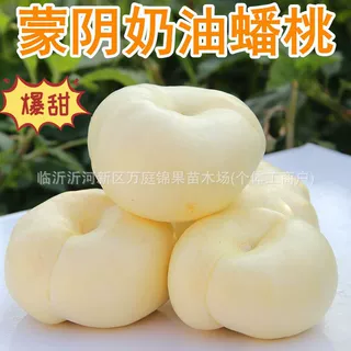 奶油白蟠桃树苗新品种嫁接白玉蟠桃树苖盆栽地栽庭院种植当年结果