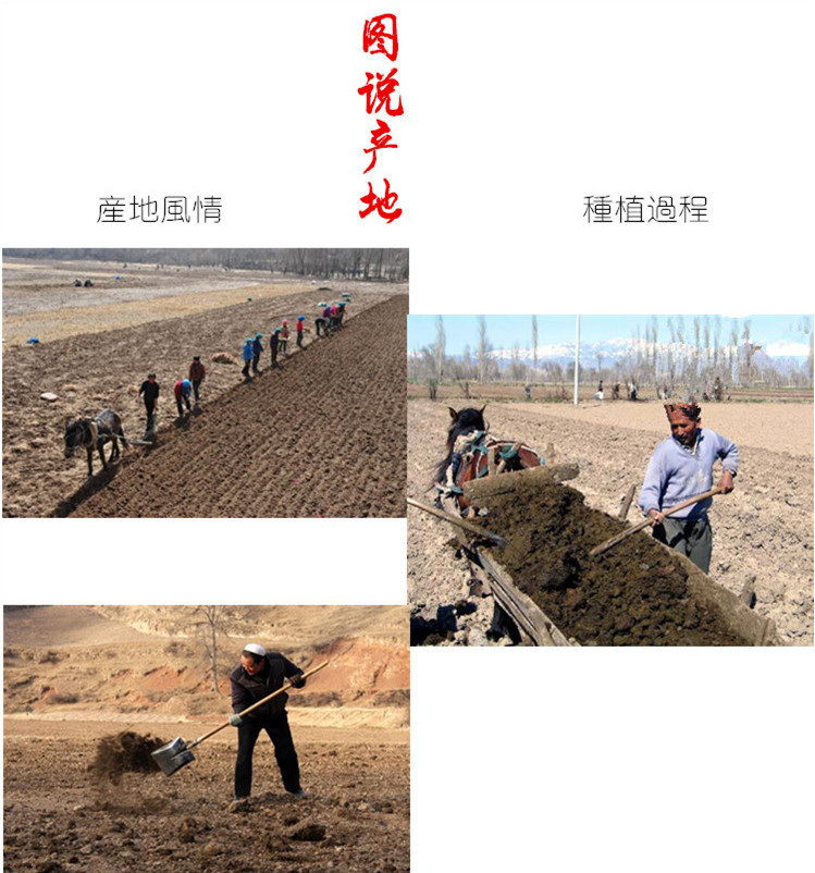 Premium Dried Angelica Root Slices 500g Gansu Minxian New Crop Whole Angelica Head Slices for Herbal Soup and Decoction overview